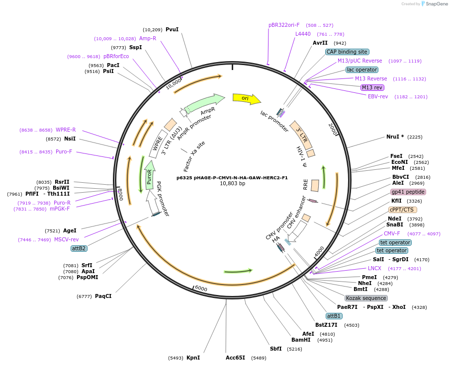 100135-plasmid-map-sequence-id-194427