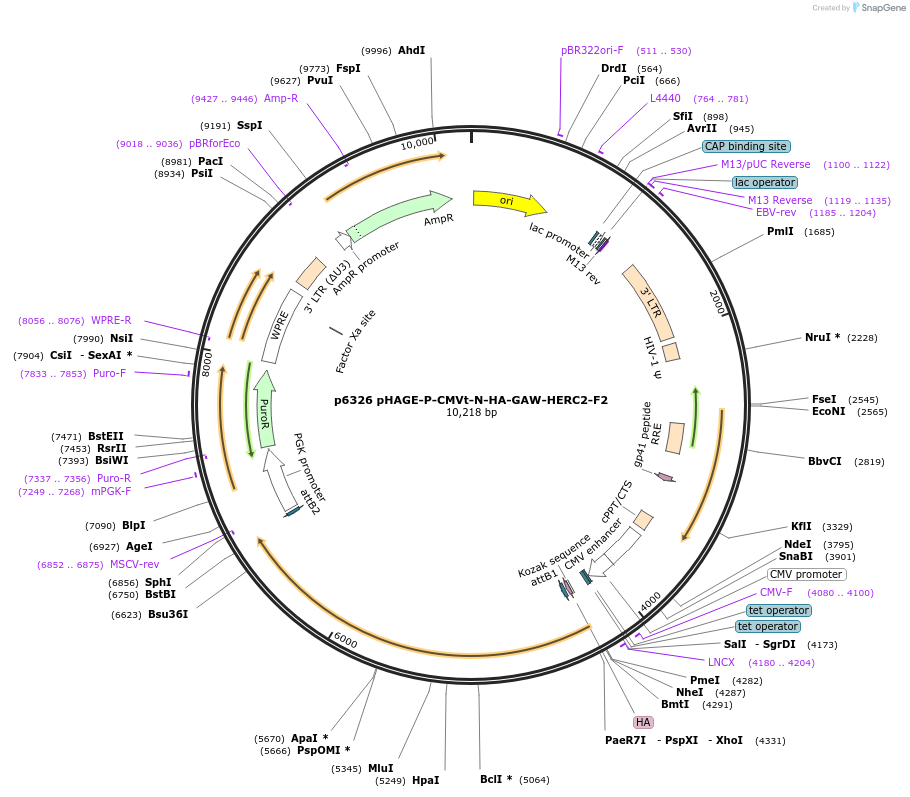 100136-plasmid-map-sequence-id-194431
