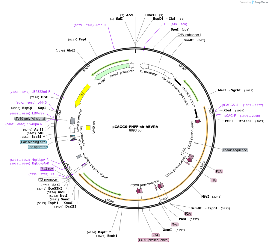 100285-plasmid-map-sequence-id-194439