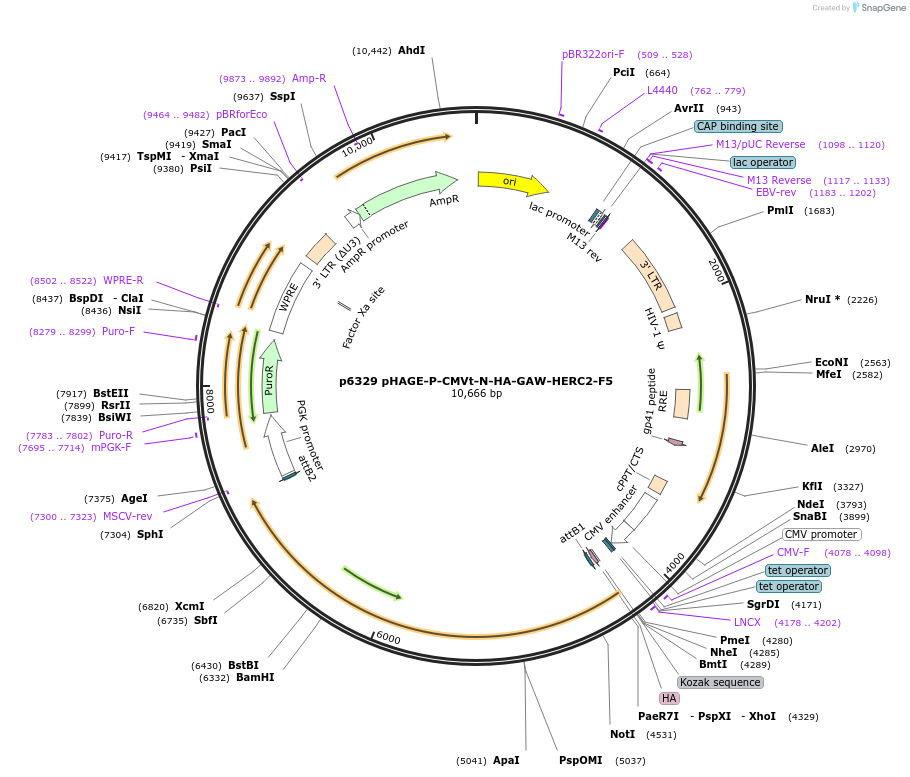 100139-plasmid-map-sequence-id-194440