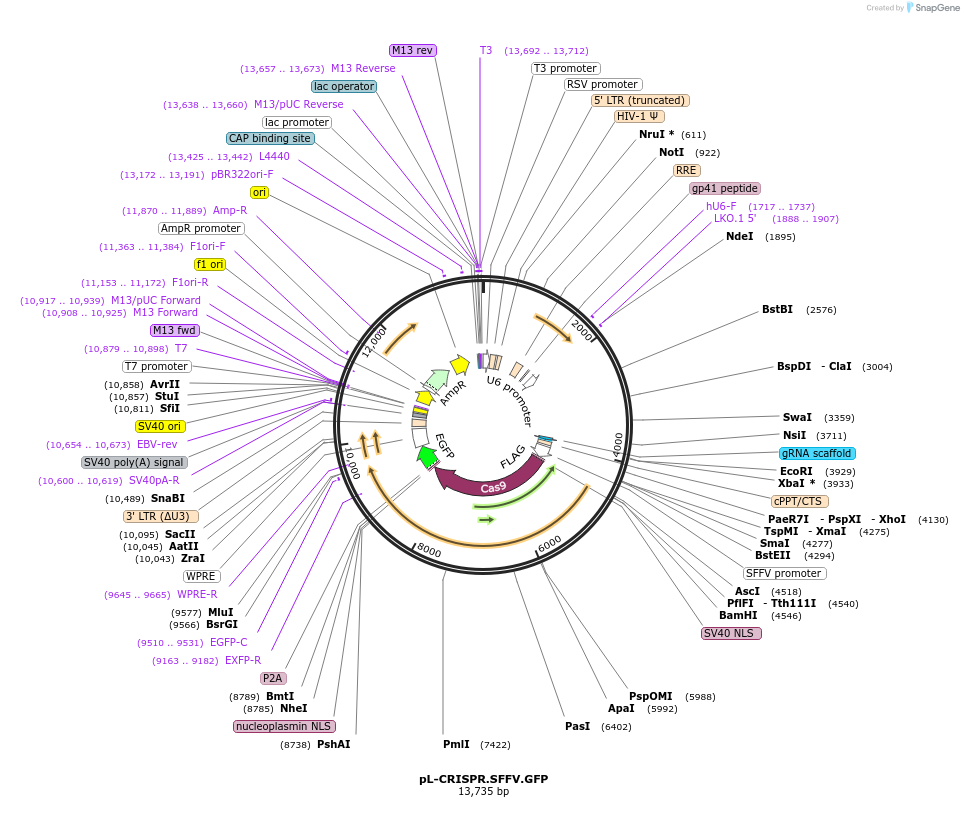 57827-plasmid-map-sequence-id-194444