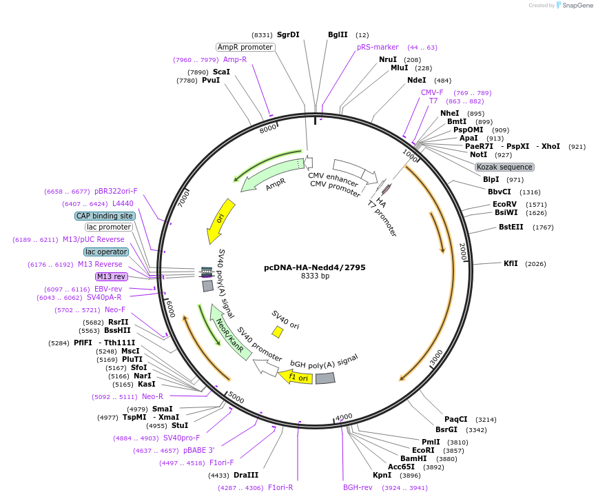 11426-plasmid-map-sequence-id-194447