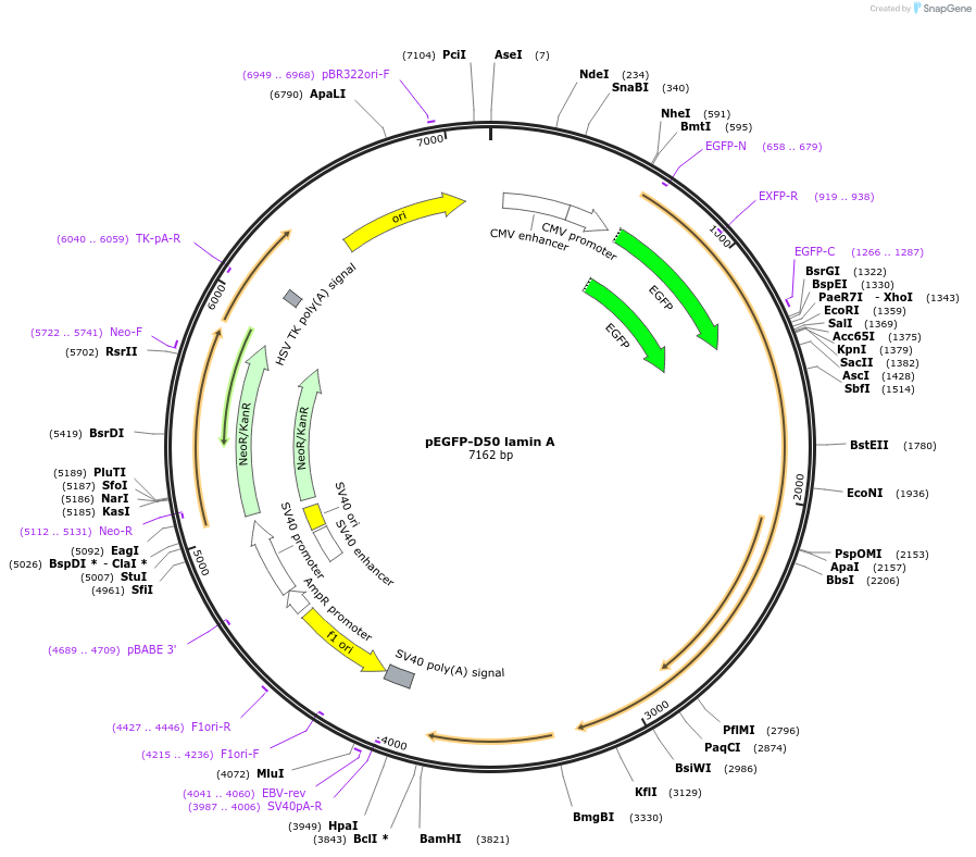 17653-plasmid-map-sequence-id-194449
