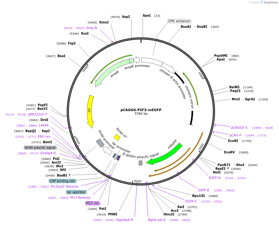 100283-plasmid-map-sequence-id-194450