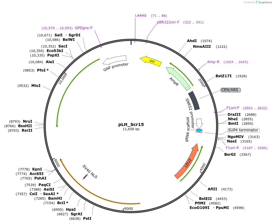 100537-plasmid-map-sequence-id-194456