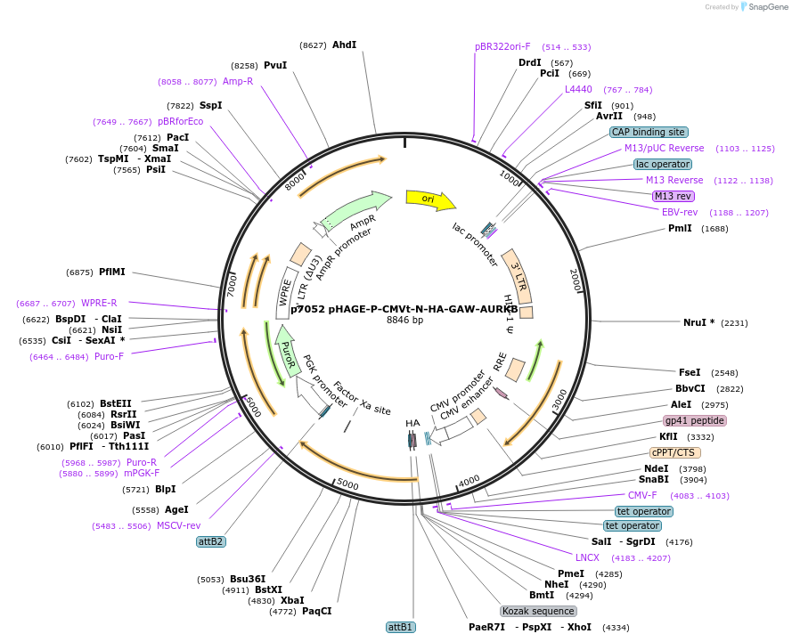 100142-plasmid-map-sequence-id-194458