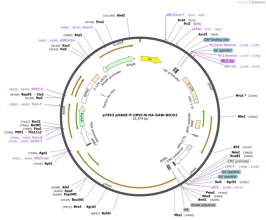 100143-plasmid-map-sequence-id-194459