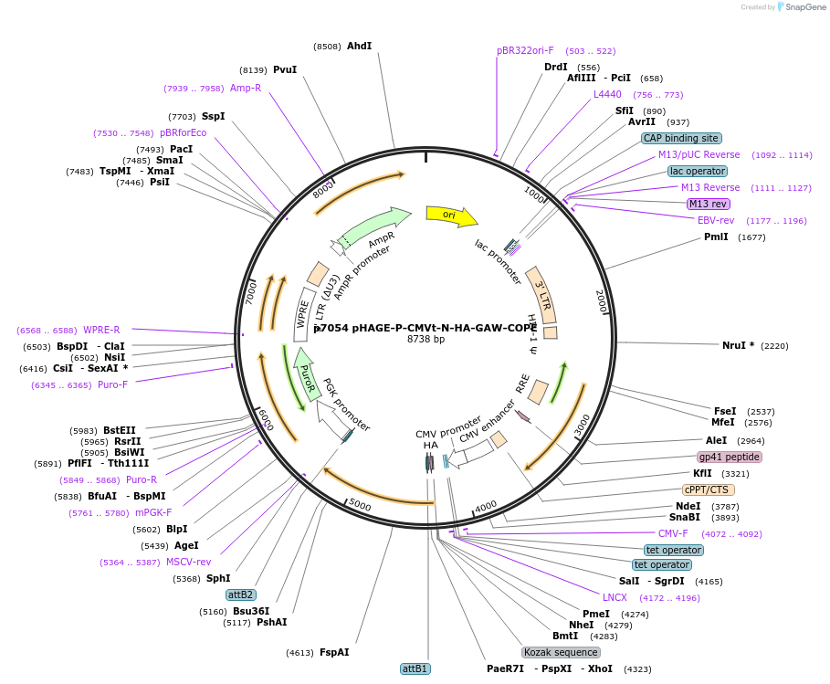 100144-plasmid-map-sequence-id-194460