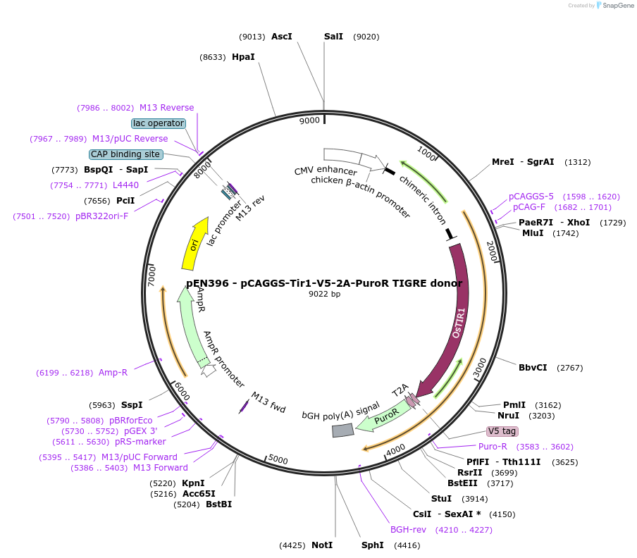 92142-plasmid-map-sequence-id-194468