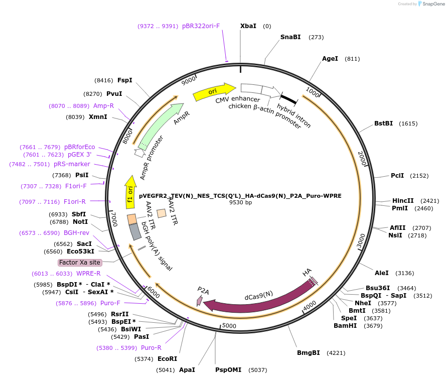 101104-plasmid-map-sequence-id-194469