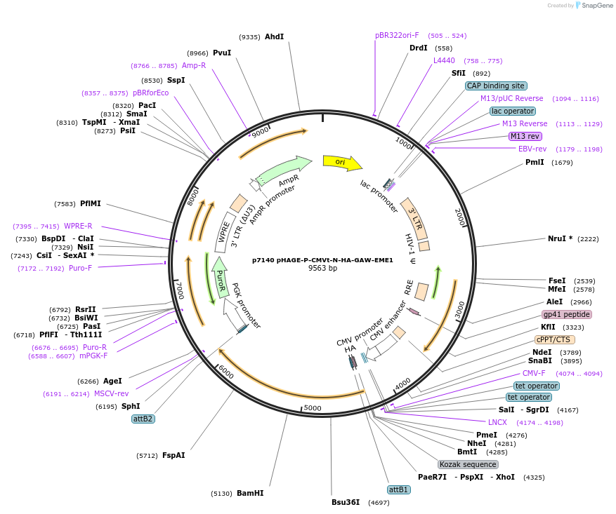 100150-plasmid-map-sequence-id-194473