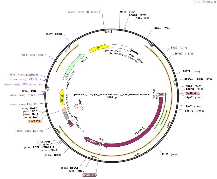 101110-plasmid-map-sequence-id-194491