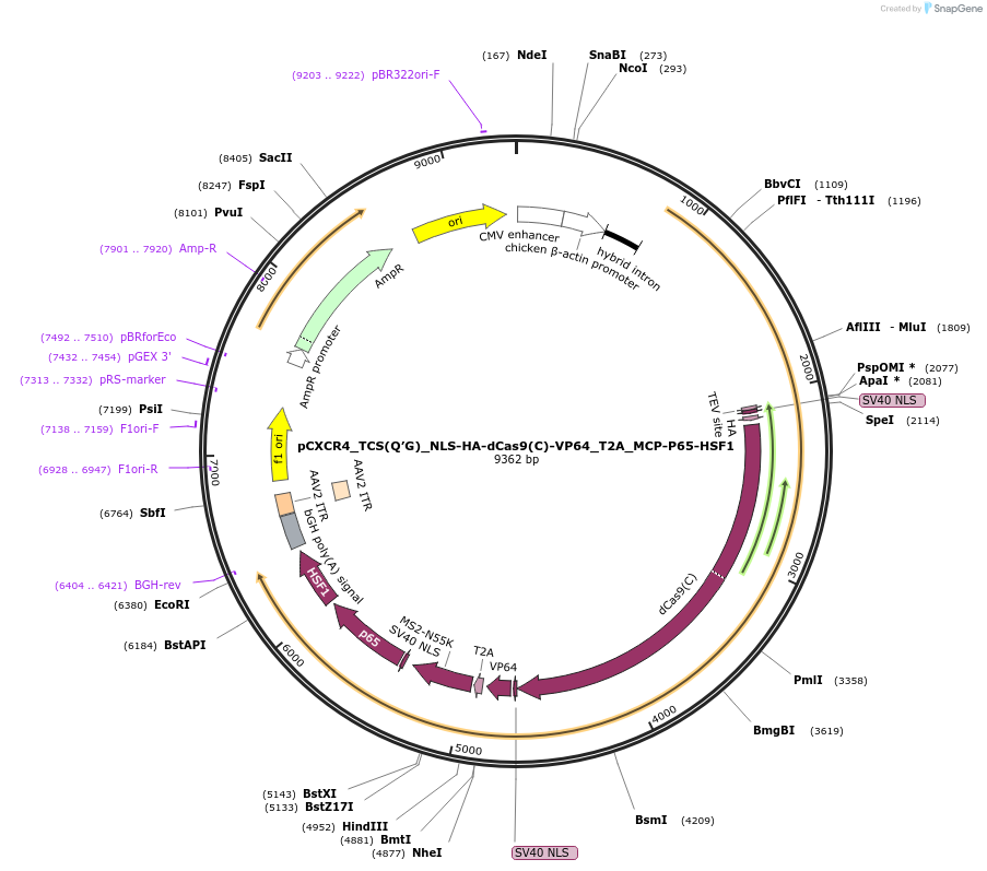 101113-plasmid-map-sequence-id-194497
