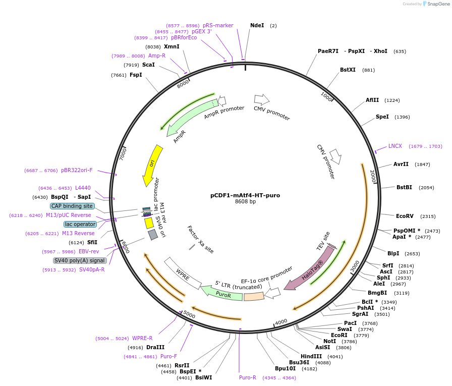 101795-plasmid-map-sequence-id-194514