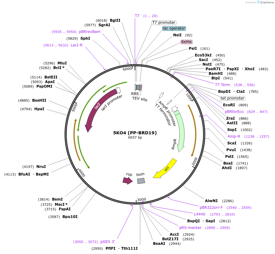 101882-plasmid-map-sequence-id-194517
