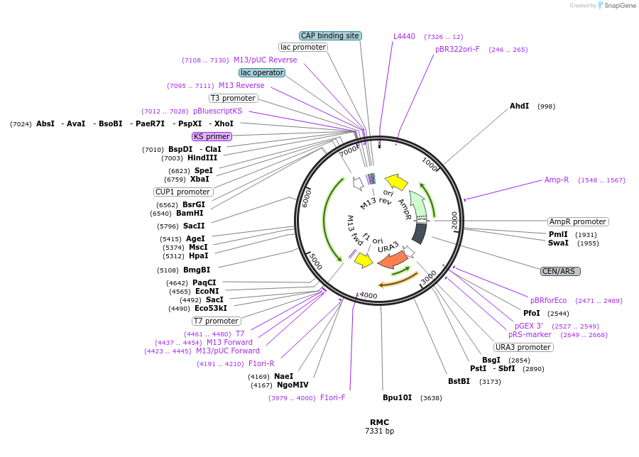1173-plasmid-map-sequence-id-194518