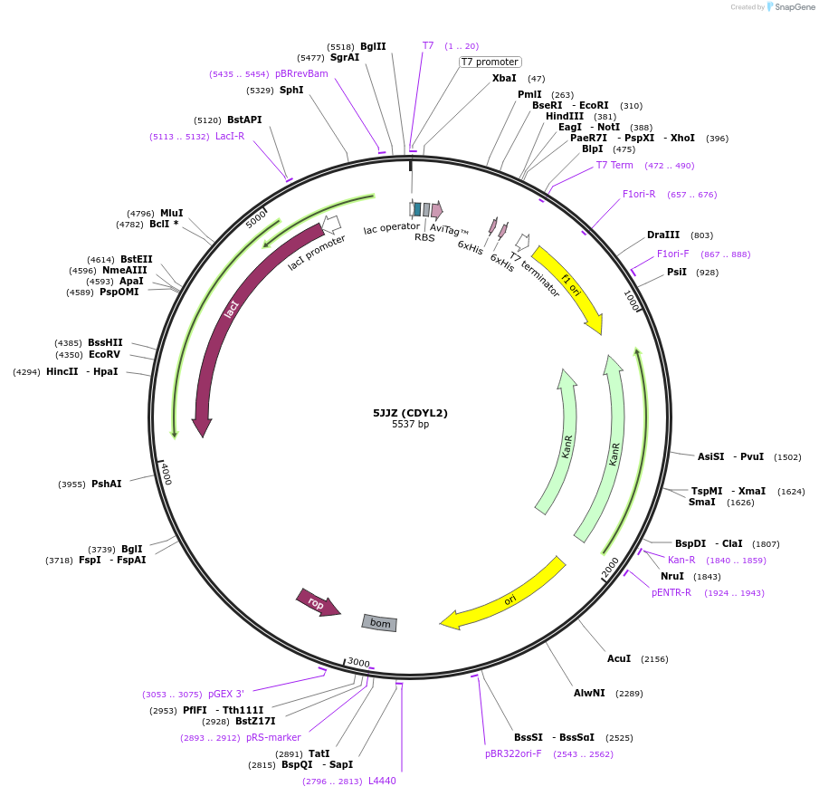 101876-plasmid-map-sequence-id-194525