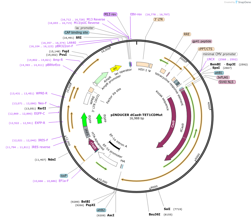 101920-plasmid-map-sequence-id-194554
