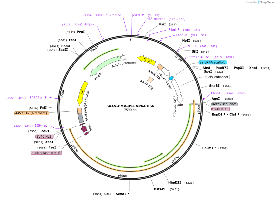 99693-plasmid-map-sequence-id-194561