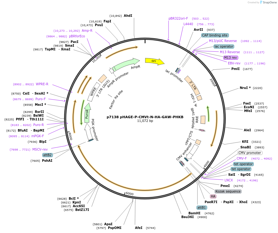 100158-plasmid-map-sequence-id-194577