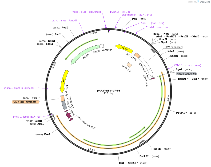 99680-plasmid-map-sequence-id-194578
