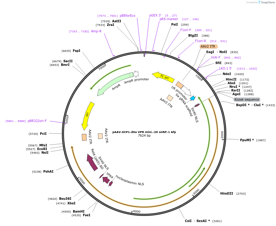 99696-plasmid-map-sequence-id-194593