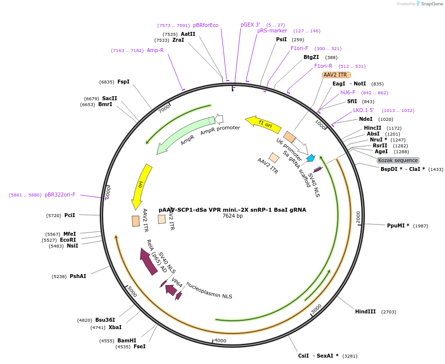 99698-plasmid-map-sequence-id-194602