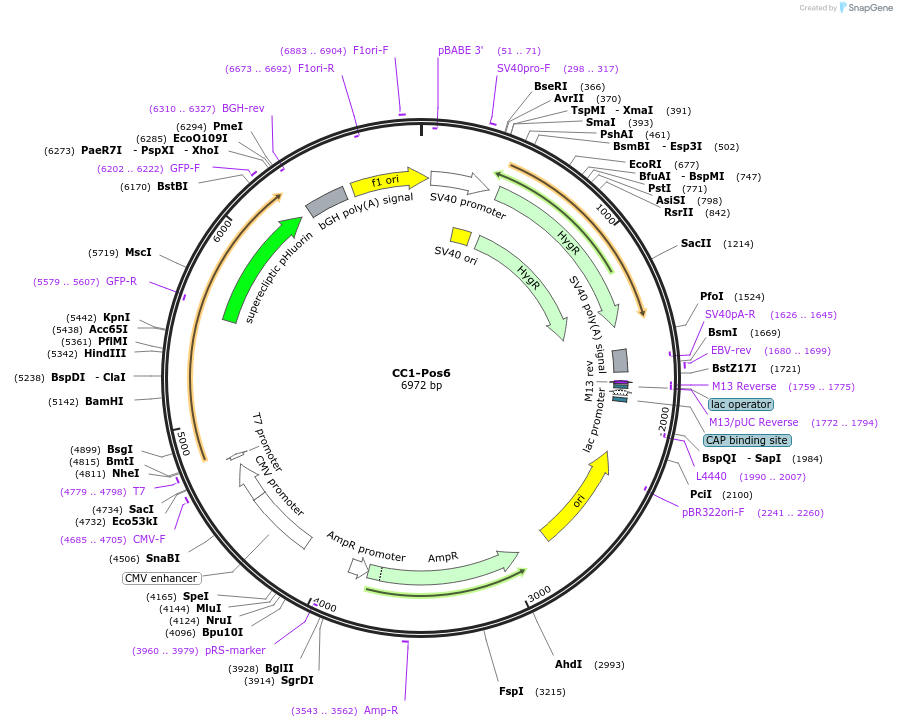 101656-plasmid-map-sequence-id-194603