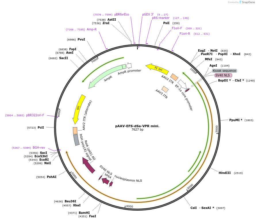 99686-plasmid-map-sequence-id-194608