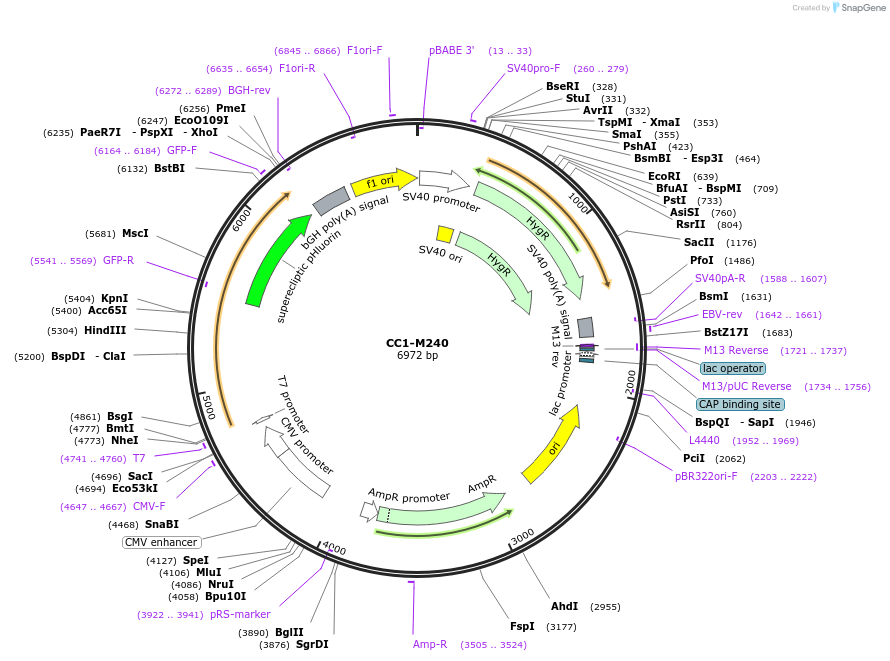 101657-plasmid-map-sequence-id-194617