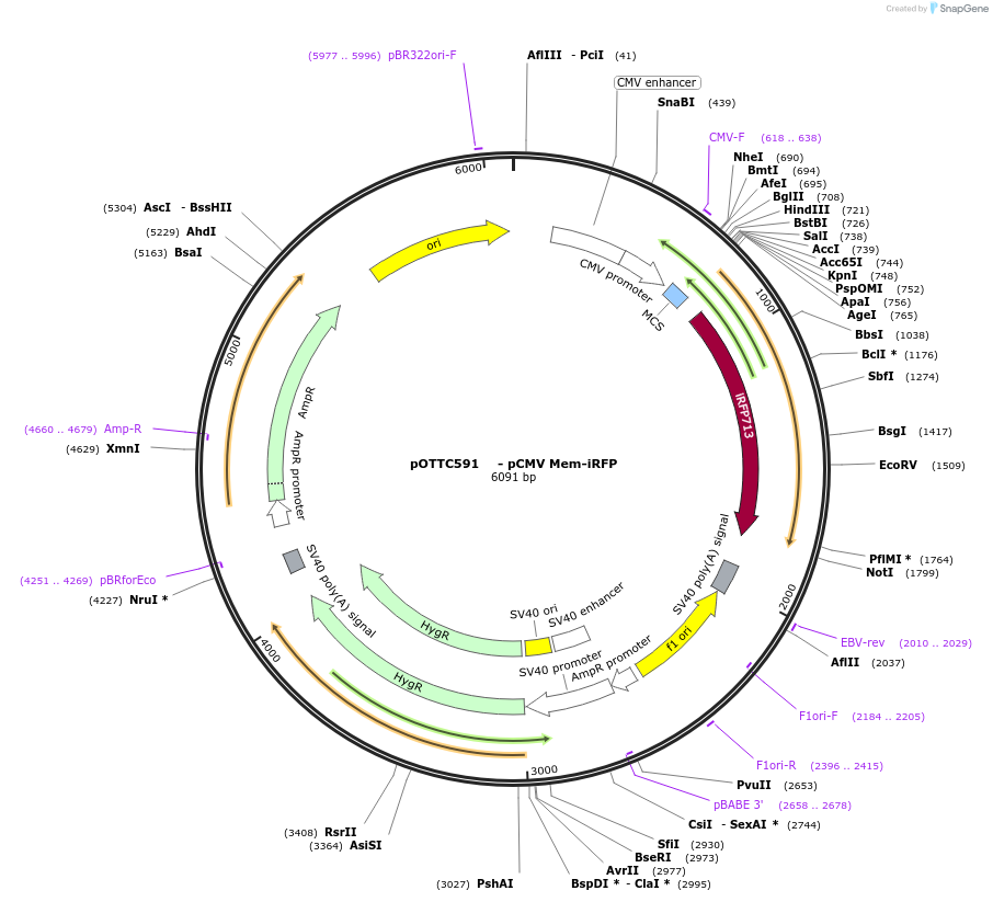 59134-plasmid-map-sequence-id-194618