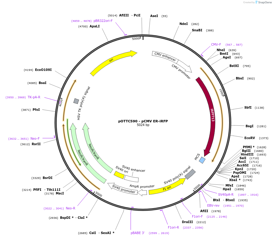 59136-plasmid-map-sequence-id-194620
