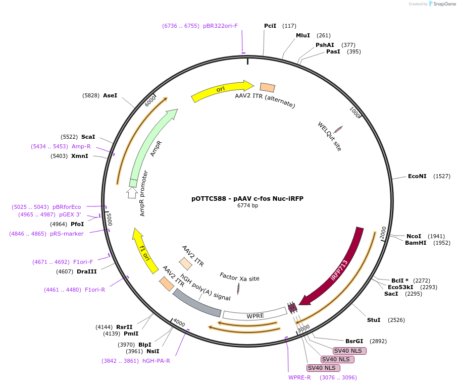 59132-plasmid-map-sequence-id-194625