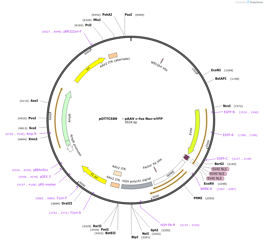 59133-plasmid-map-sequence-id-194626