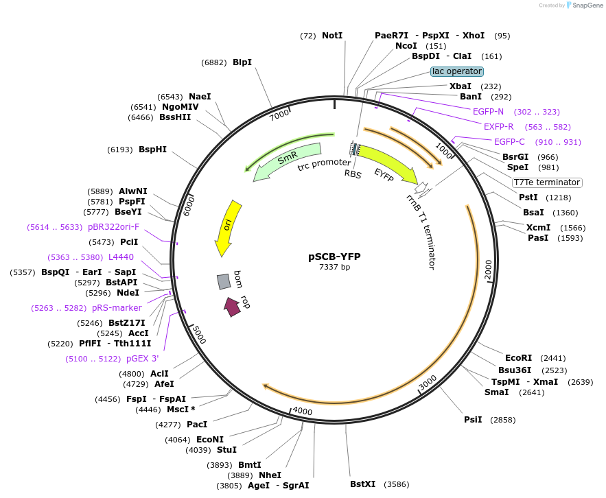 101737-plasmid-map-sequence-id-194628