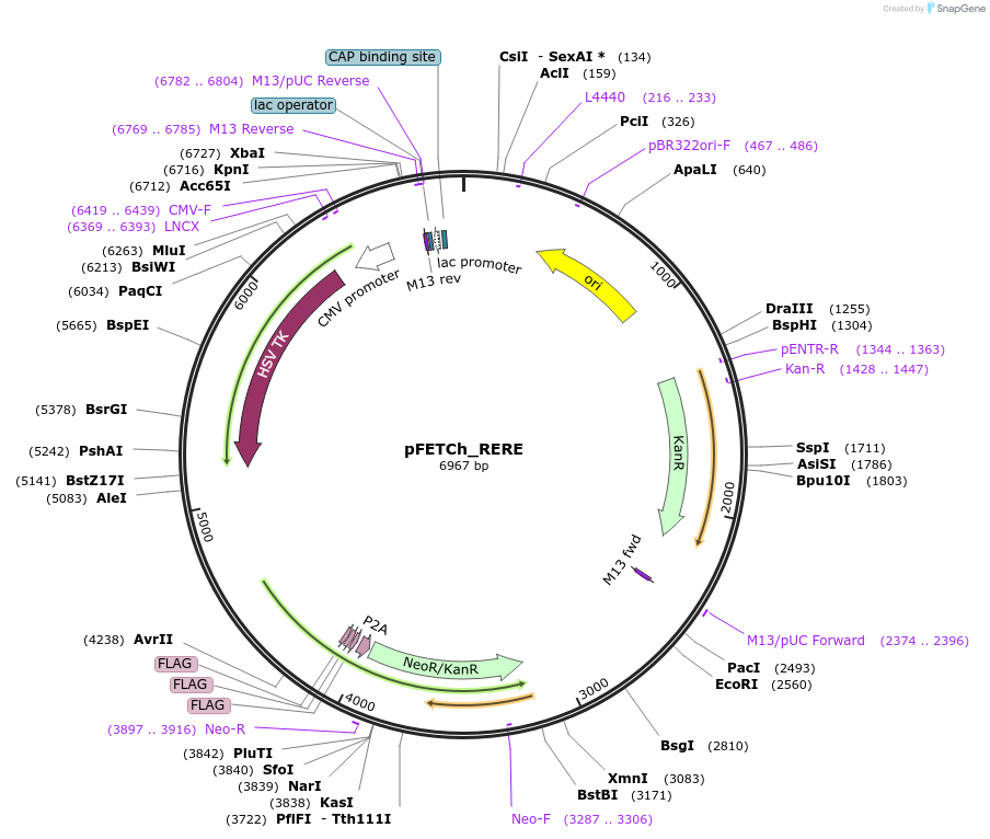 101069-plasmid-map-sequence-id-194630