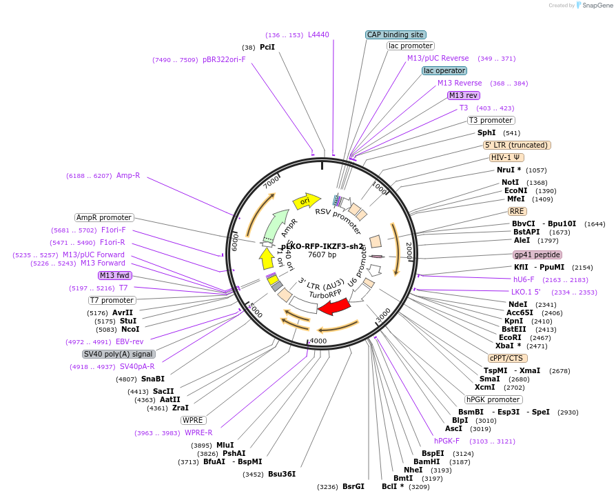 69043-plasmid-map-sequence-id-194631