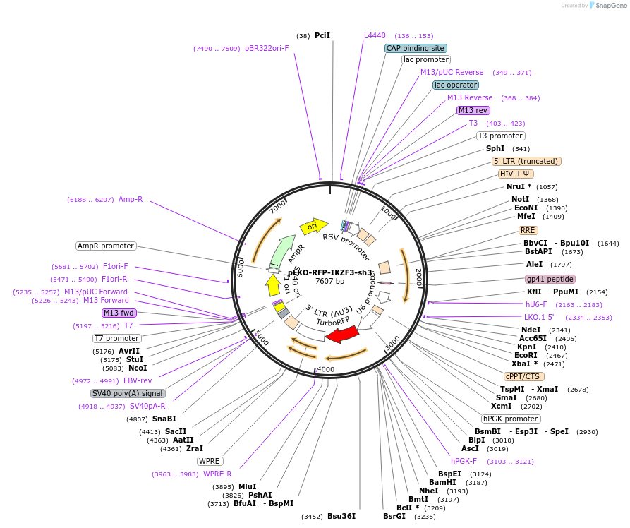 69044-plasmid-map-sequence-id-194632