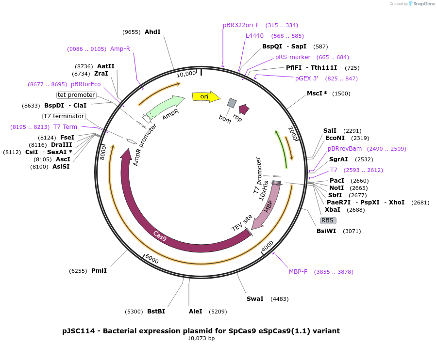 101215-plasmid-map-sequence-id-194634