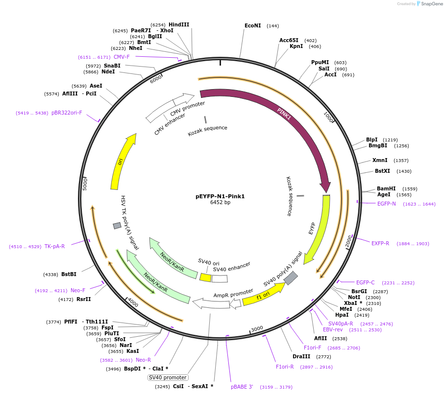 101874-plasmid-map-sequence-id-194701