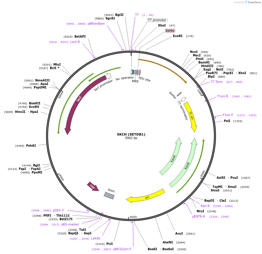 101881-plasmid-map-sequence-id-194709