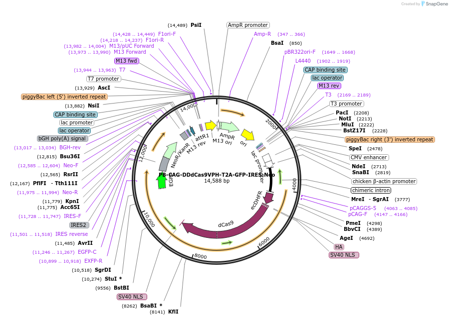 102886-plasmid-map-sequence-id-194712