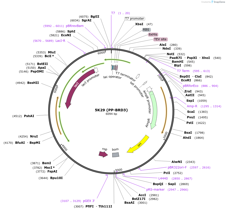 101883-plasmid-map-sequence-id-194713