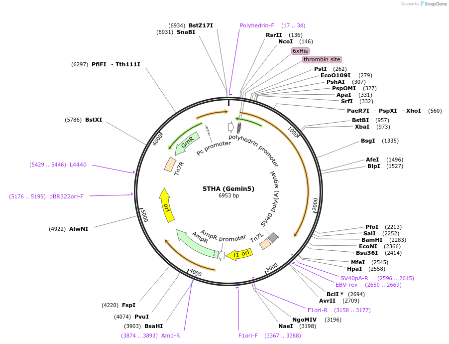 101890-plasmid-map-sequence-id-194723
