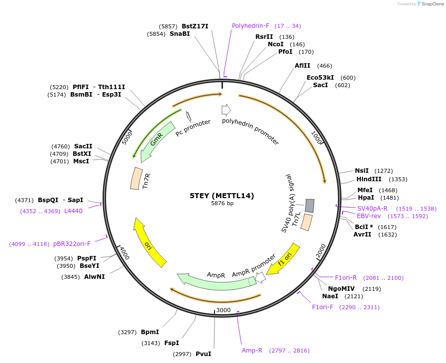 101891-plasmid-map-sequence-id-194727