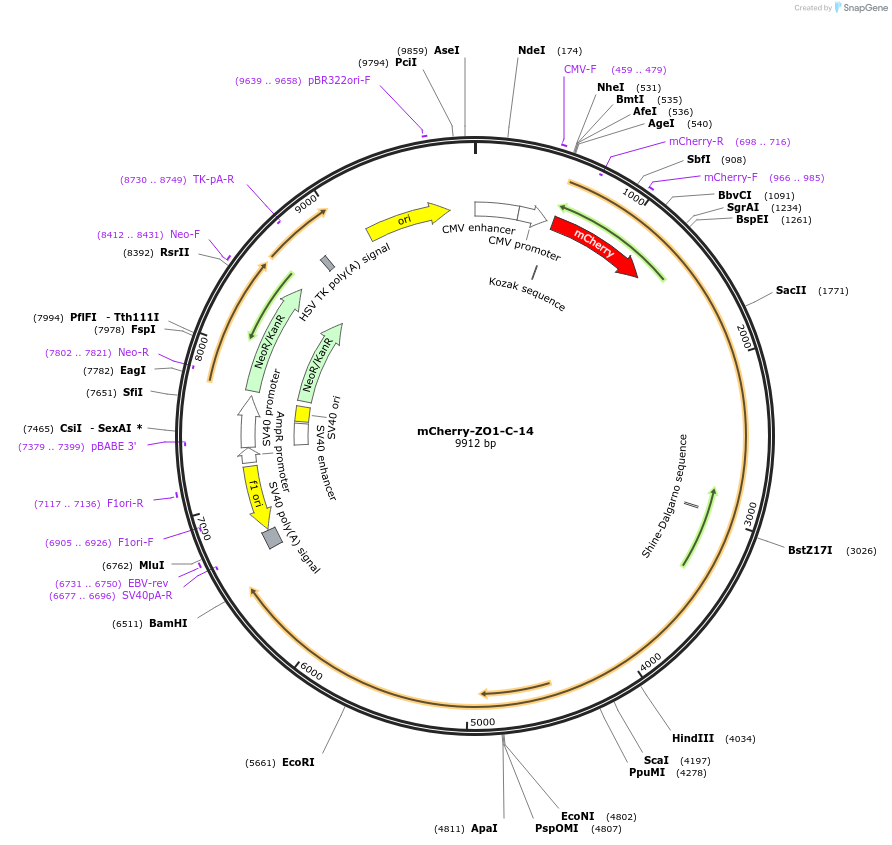 55165-plasmid-map-sequence-id-194785