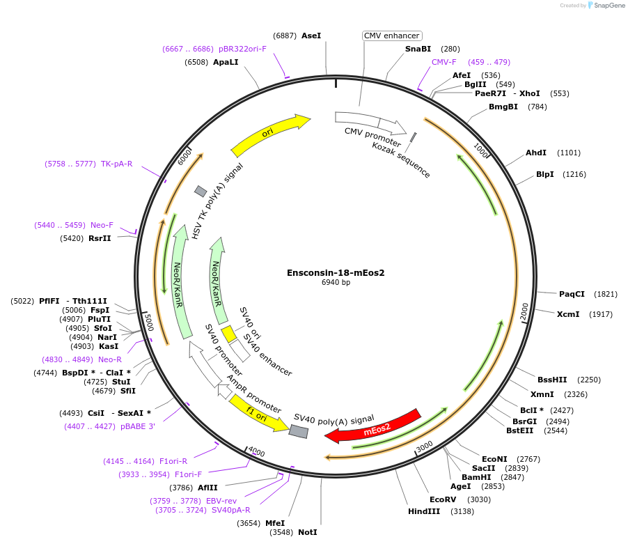 99230-plasmid-map-sequence-id-194796