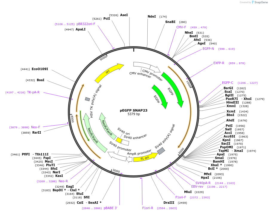 101914-plasmid-map-sequence-id-194797