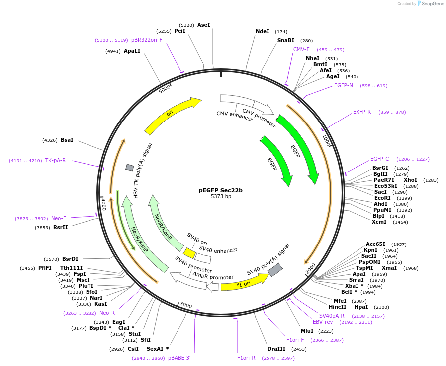 101918-plasmid-map-sequence-id-194798
