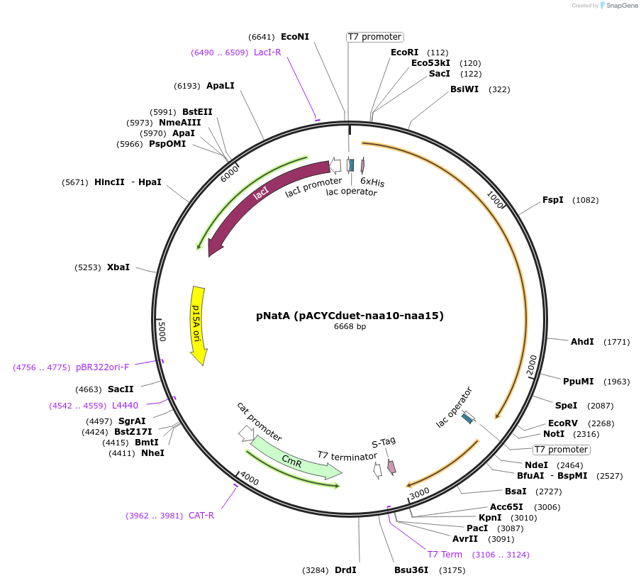 72928-plasmid-map-sequence-id-194851